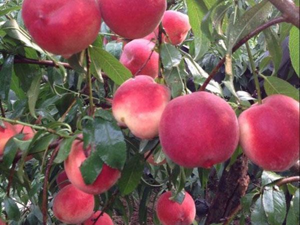 红桃类品种
