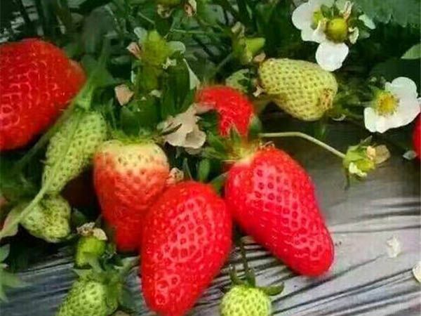 优质草莓苗