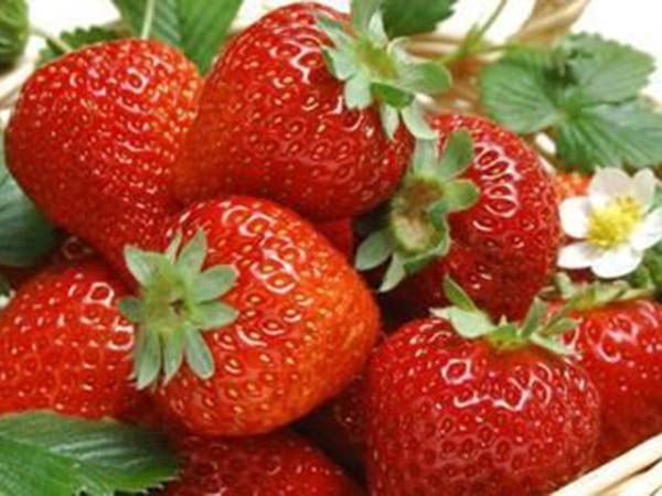 供应优质草莓苗