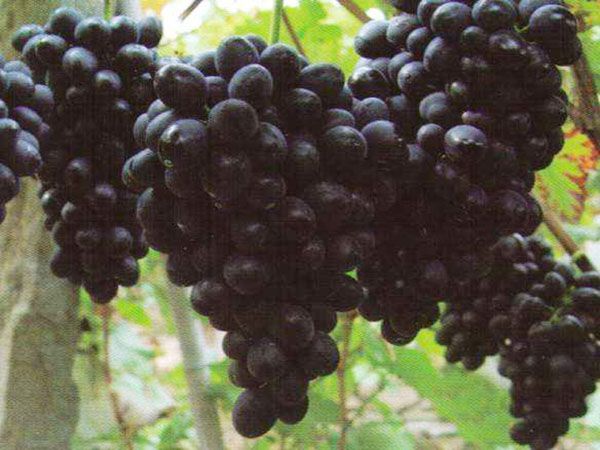 黑色甜菜葡萄