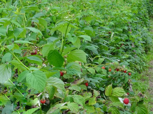 树莓苗